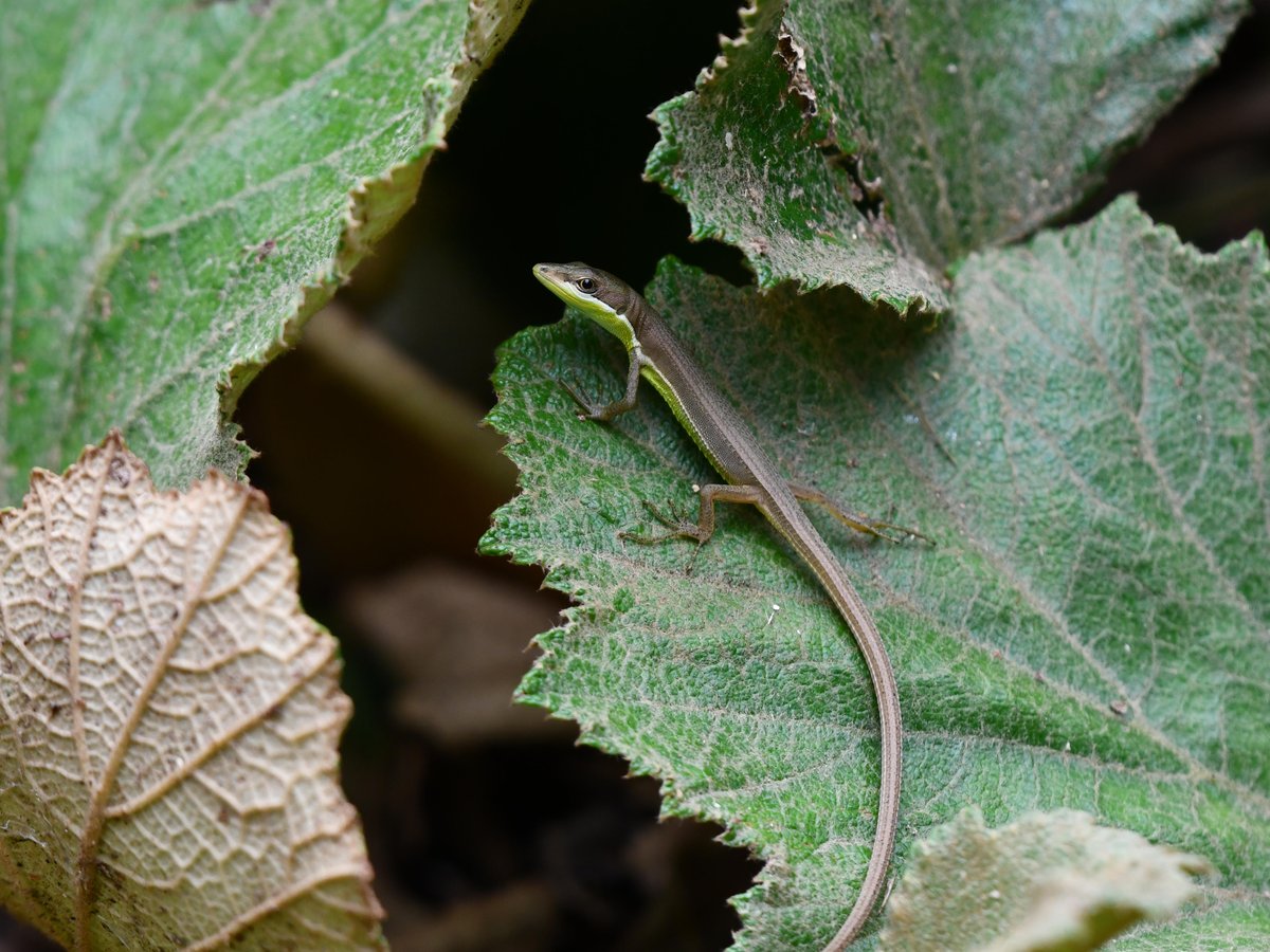 #61:
          Unidentified Lizard, Okinawa.
          f/ at mm - Shutter Speed: - ISO: